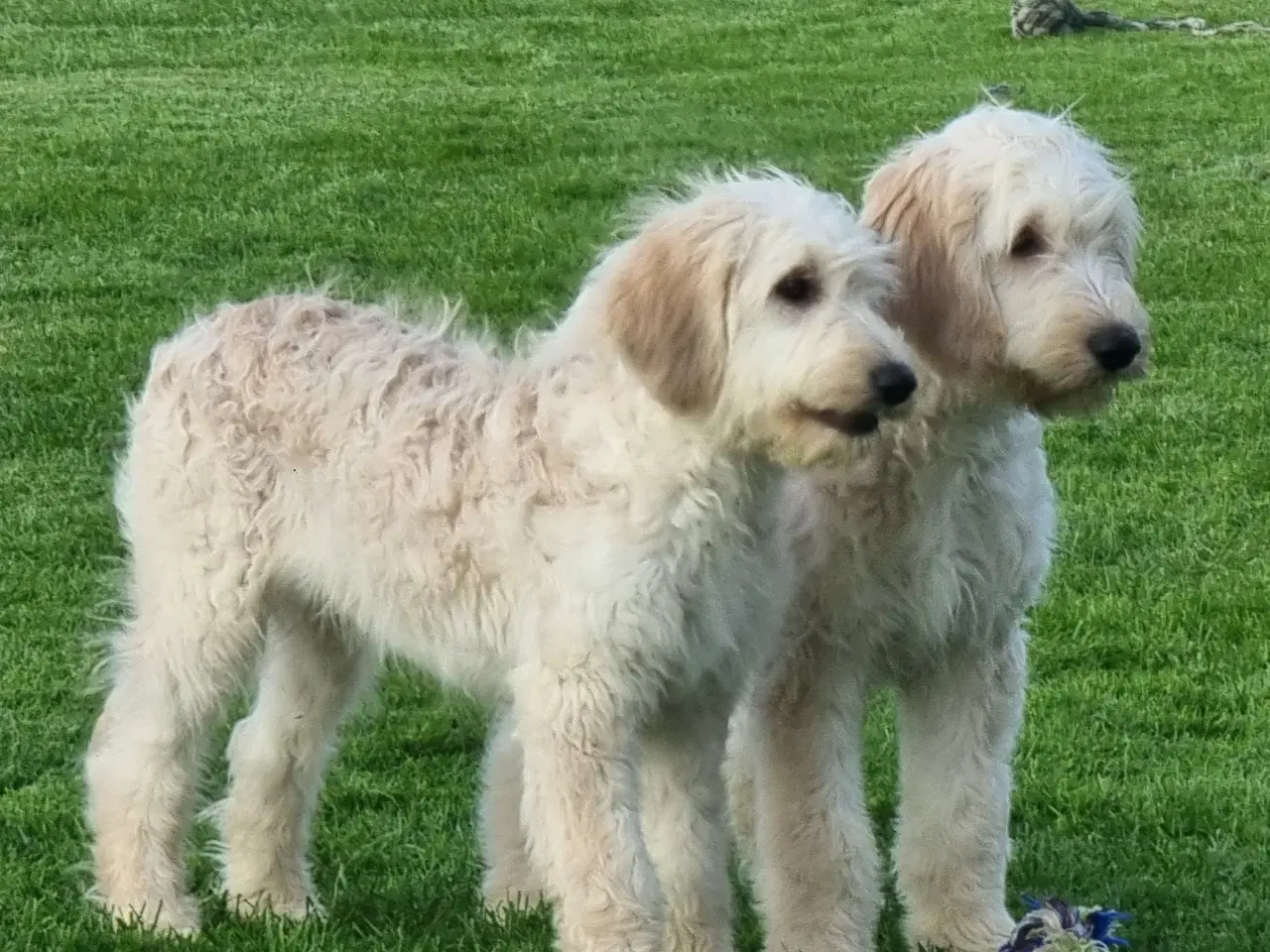 Billede 13 - skønheder Golden doodle hvalpe