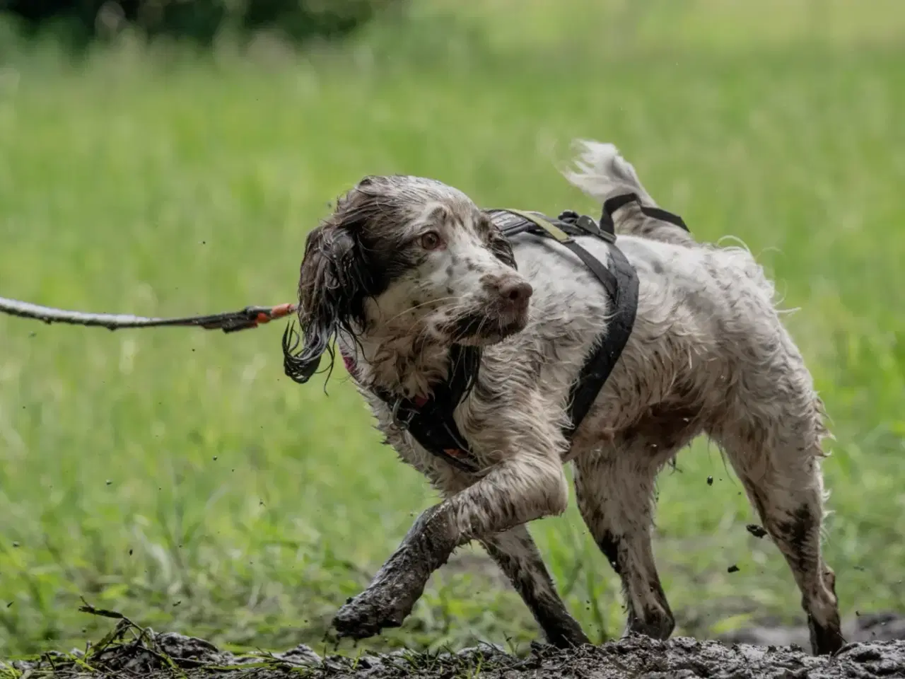 Billede 8 - Springer spaniel/kleiner hvalpe