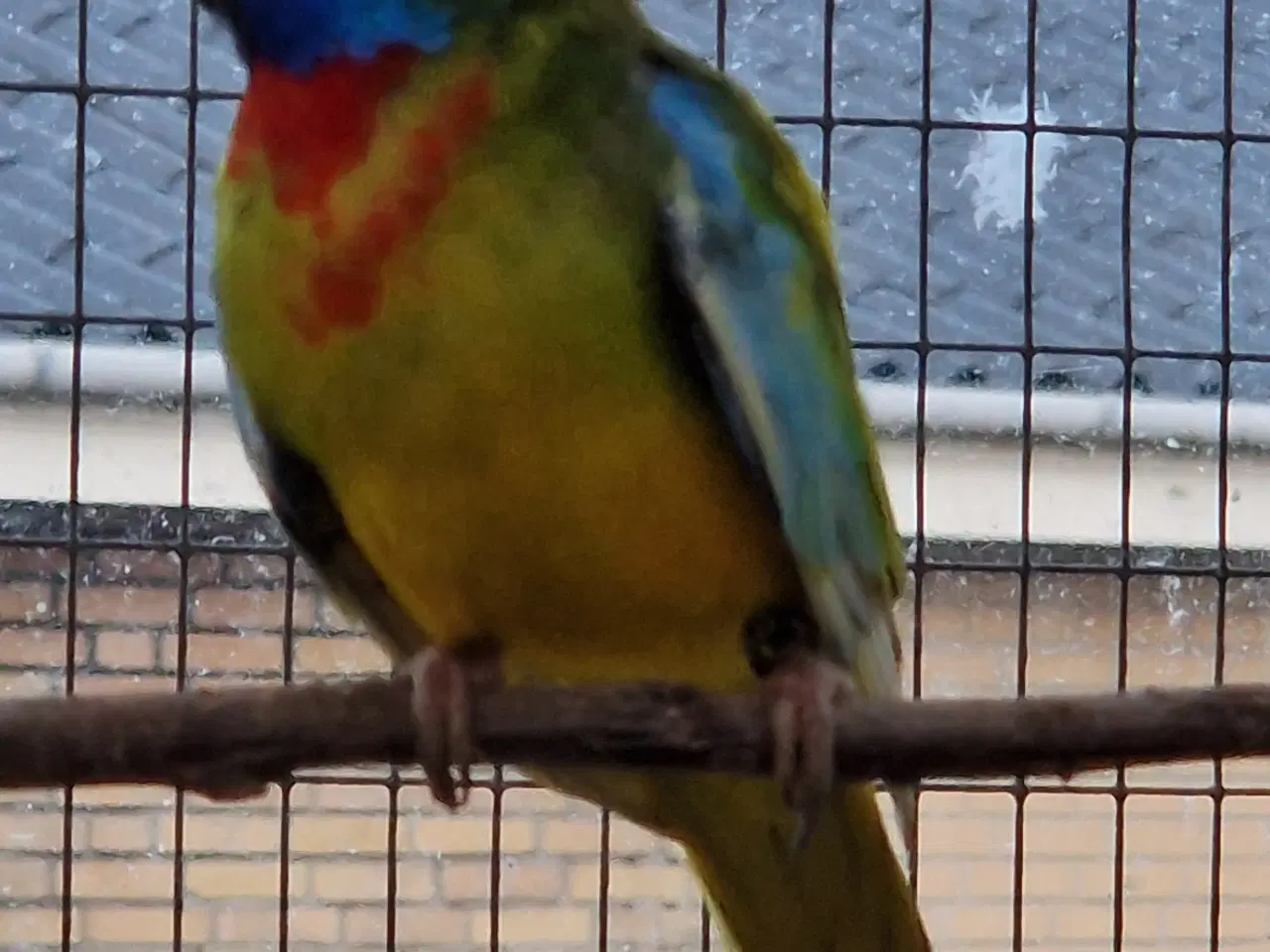 Billede 1 - Splendid edge parakit. 