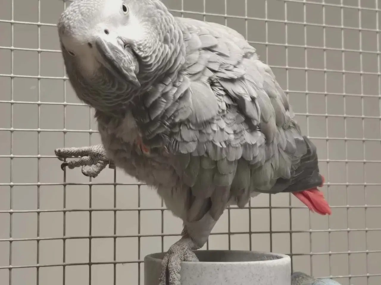 Billede 8 - 2 x Grå jaco & 1x Venuezela -papegøjer fælles hjem