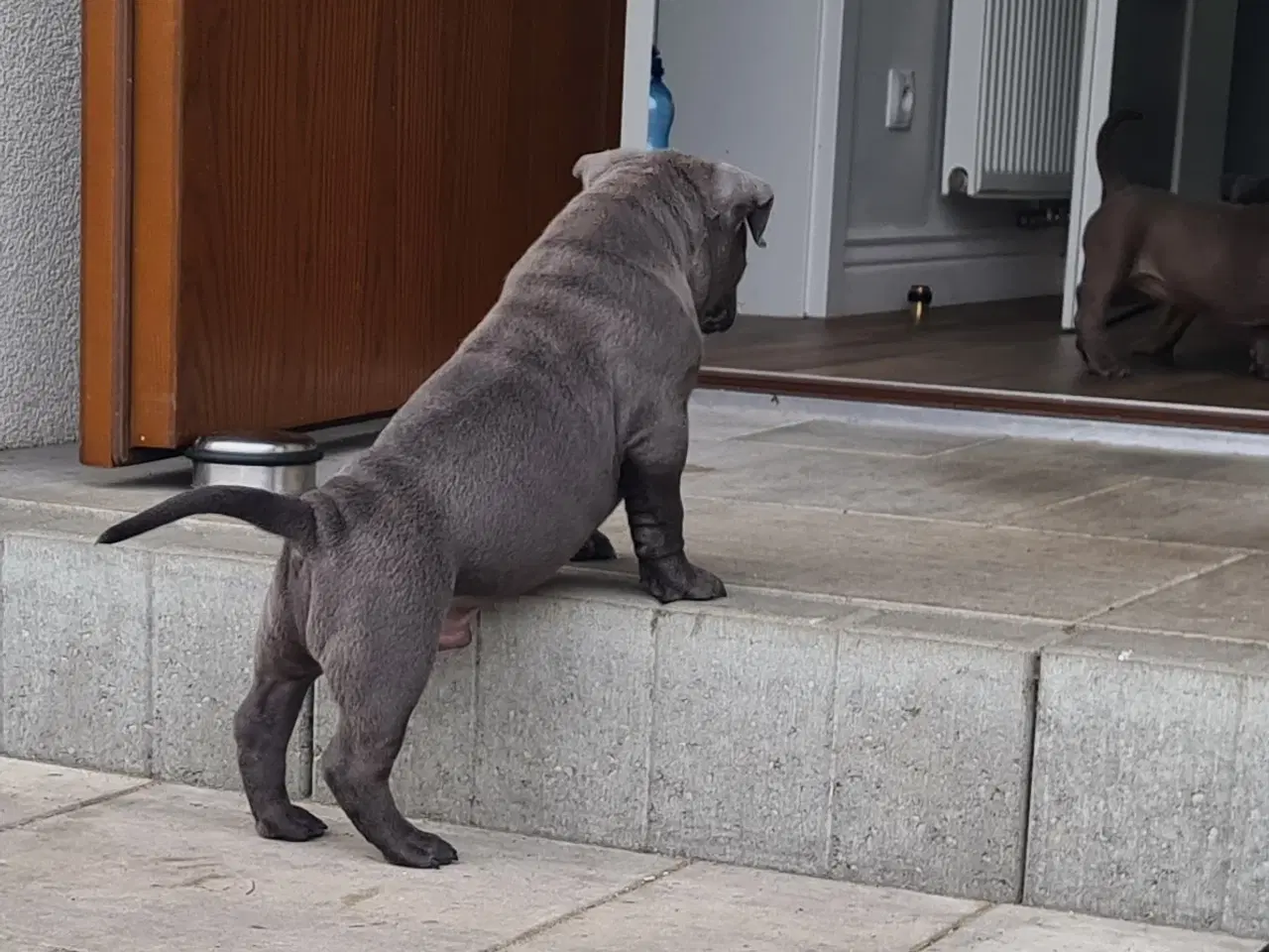 Billede 6 - American Bully Pocket Dreng Blå 