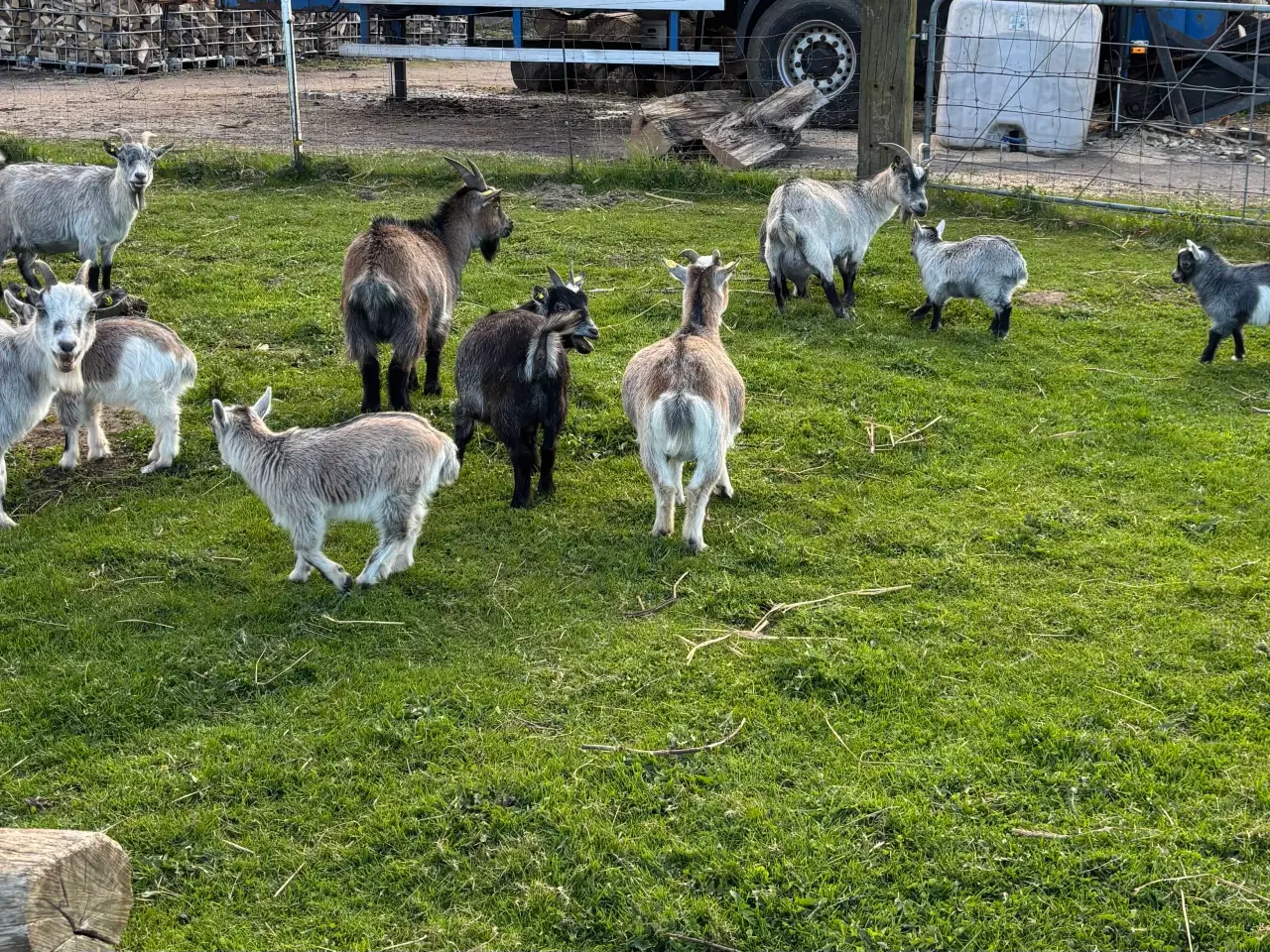 Billede 1 - 8 dværggedekid sælges