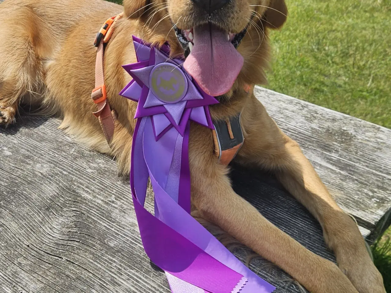 Billede 3 - Golden Retriever Stamtavle tilbydes til avl