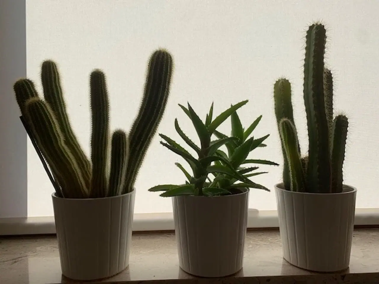 Billede 2 - 3 stk høje kaktusser inkl. hvide urtepotteskjulere