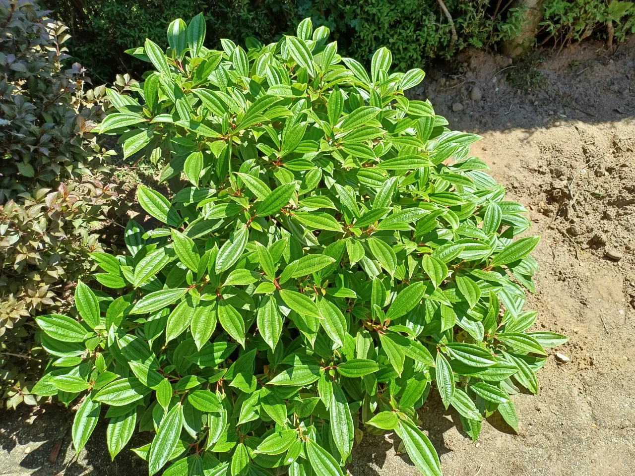 Billede 4 - Gratis Planter