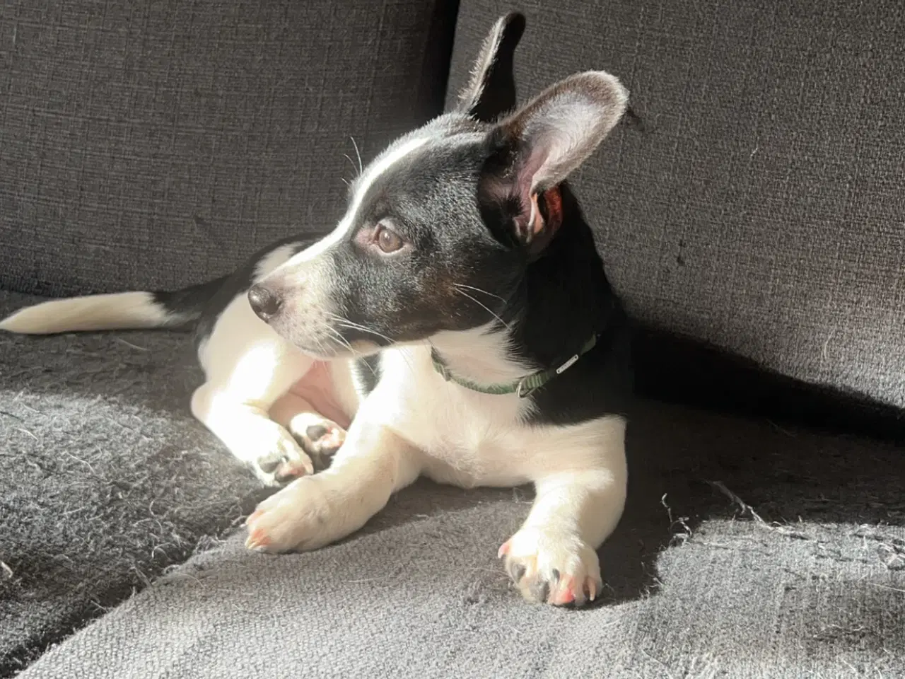 Billede 1 - Jack russell hanhvalp