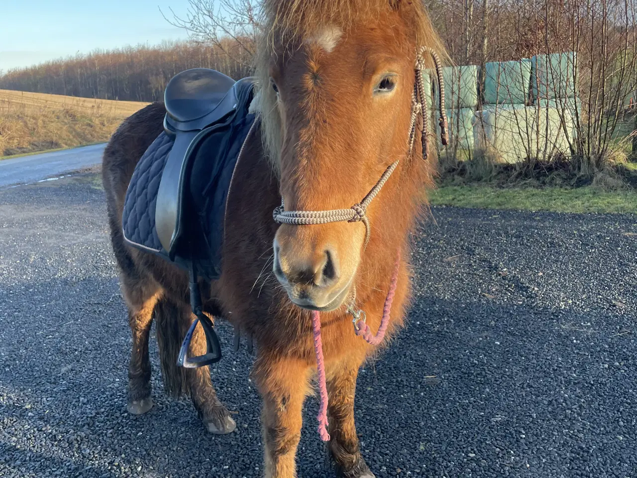 Billede 2 - Islænder hoppe 