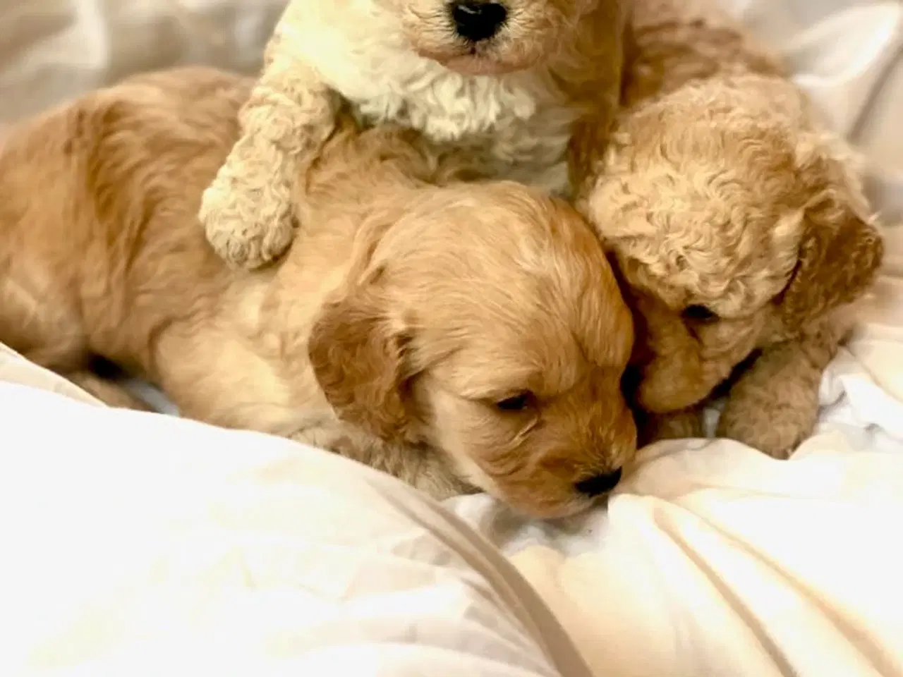 Billede 5 - Cavapoo hvalpe 