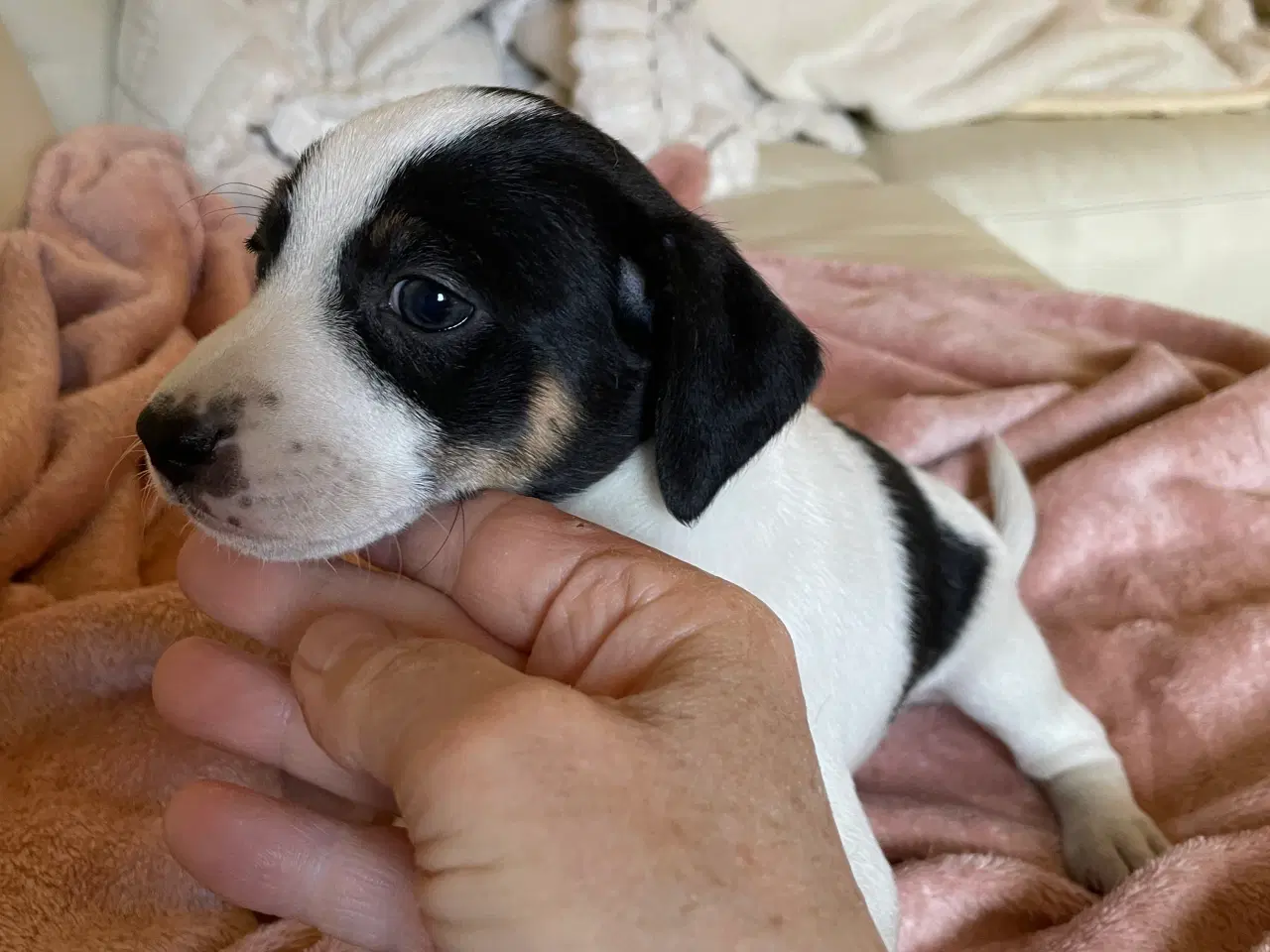 Billede 4 - Dansk/svensk Gårdhund 