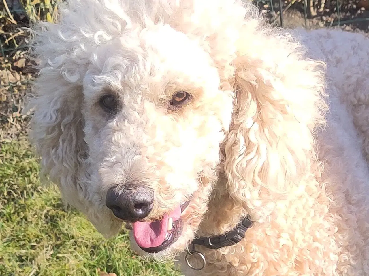 Billede 2 - F2 Labradoodle hvalpe til sommer