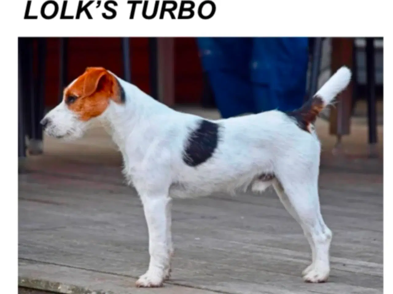 Billede 5 - Jack Russel Terrier