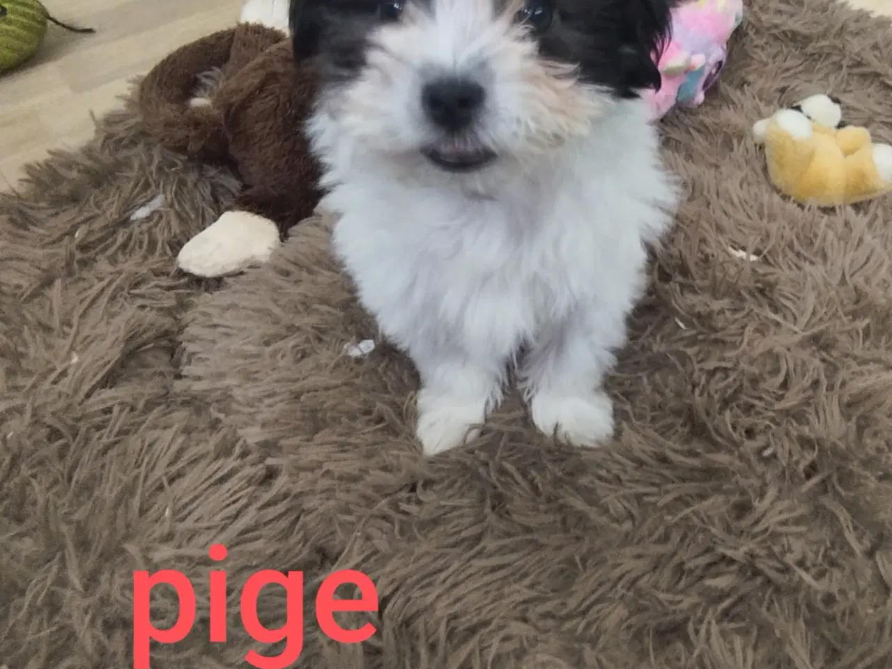 Billede 2 - Bichon Havanais hvalpe