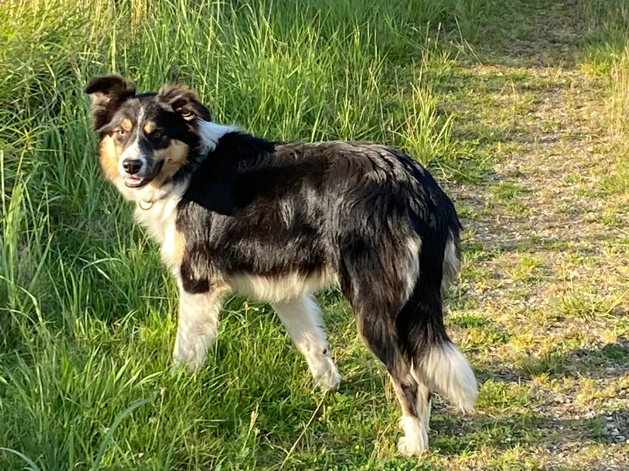 Billede 5 - Border collie dreng