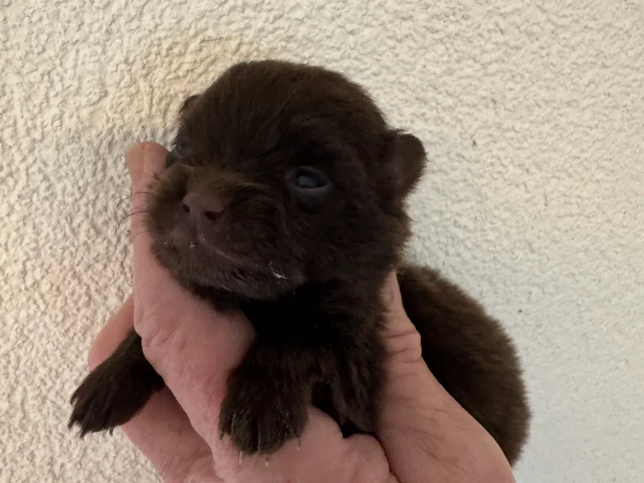Billede 5 - Pomerania hvalpe til efterårsferien 