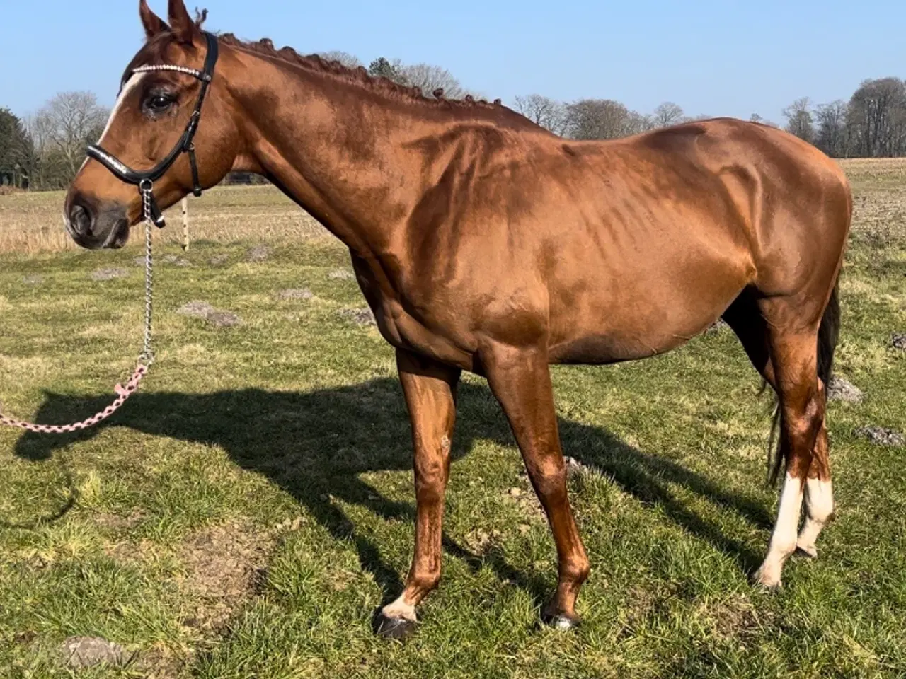 Billede 6 - Bedækning ved avlsgodkendt hingst