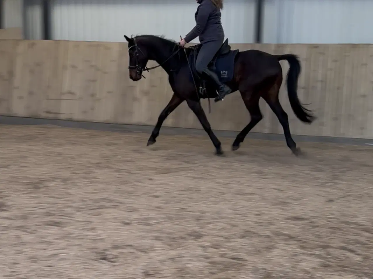 Billede 1 - Lille 4 års DV vallak 