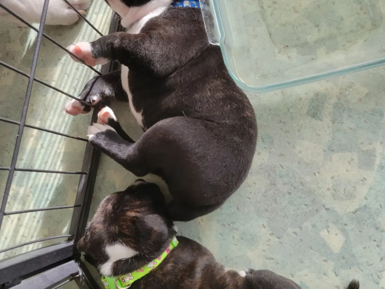 Billede 9 - Staffordshire Bull Terrier Hvalpe 5 uger