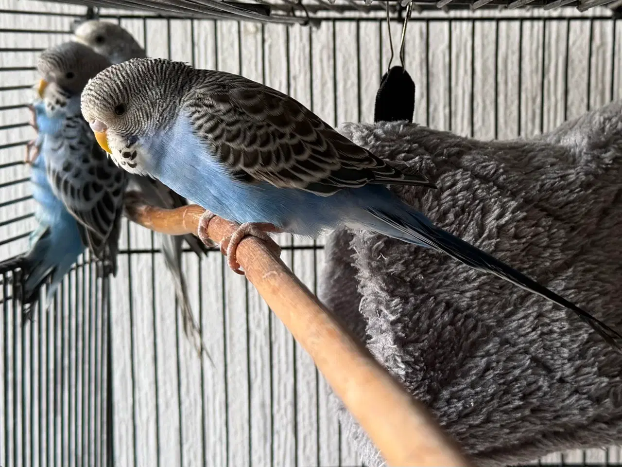 Billede 7 - Australske undulat unger