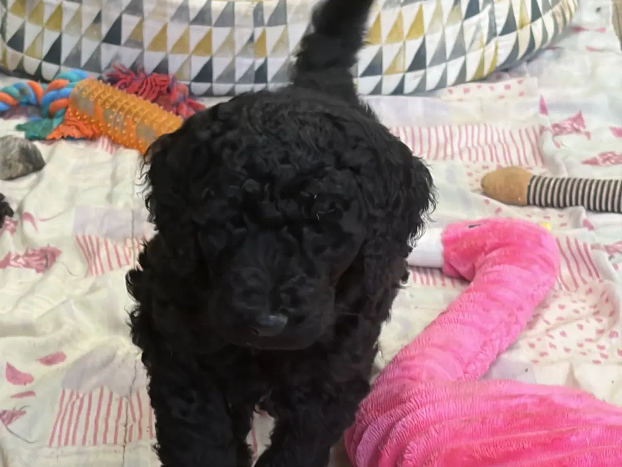 Billede 13 - Ægte mellem/stor puddel drenge må rejse nu !