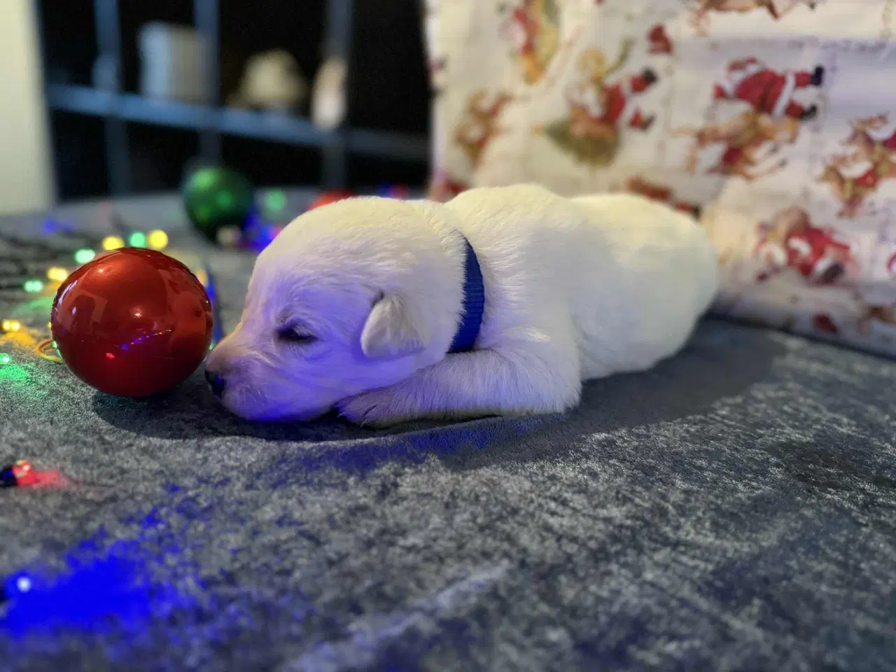 Billede 6 - Øsker familien en blød julegave 2 hanner tilbage