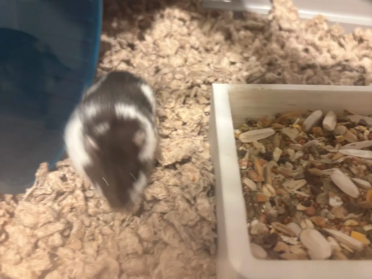 Billede 5 - Guldhamster