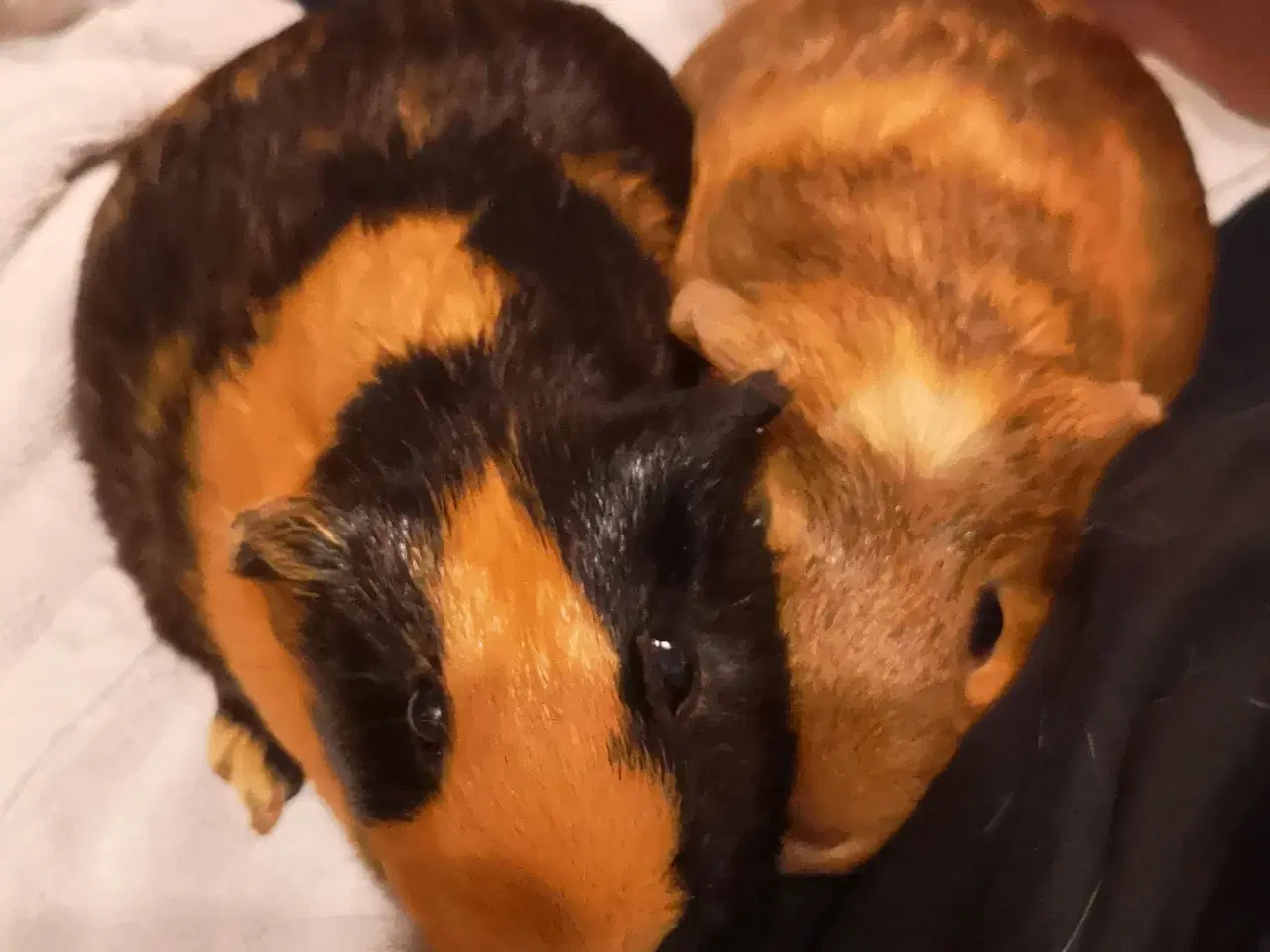 Billede 2 - Marsvin hunner 