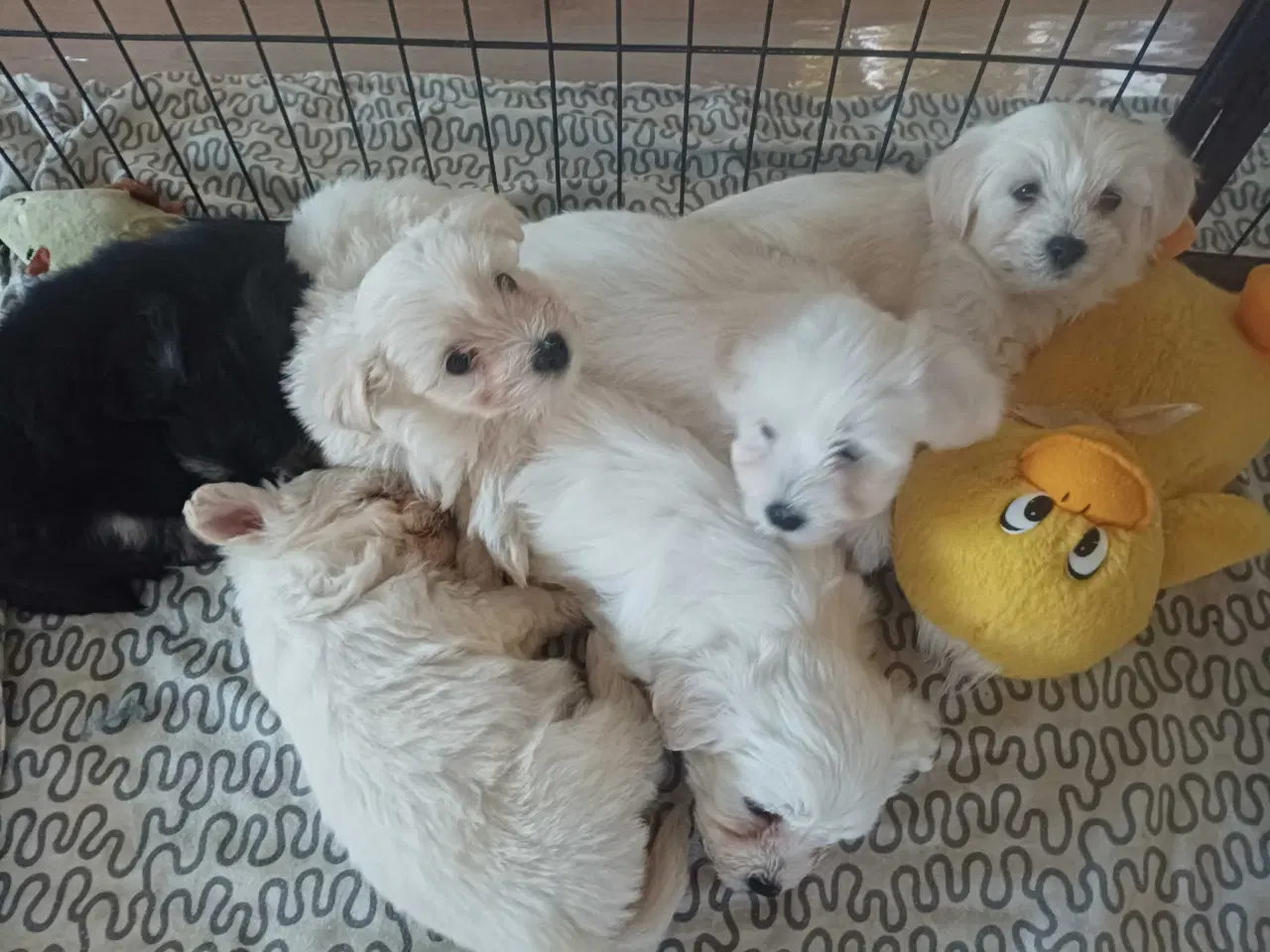 Billede 2 - 3 skønne hvalpe tilbage