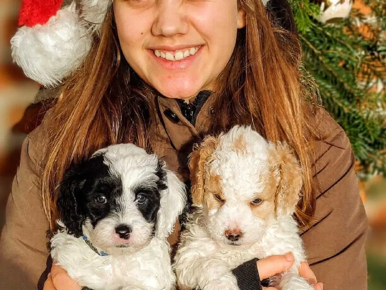 Billede 8 - Skønne cavapoo 1b julehvalpe