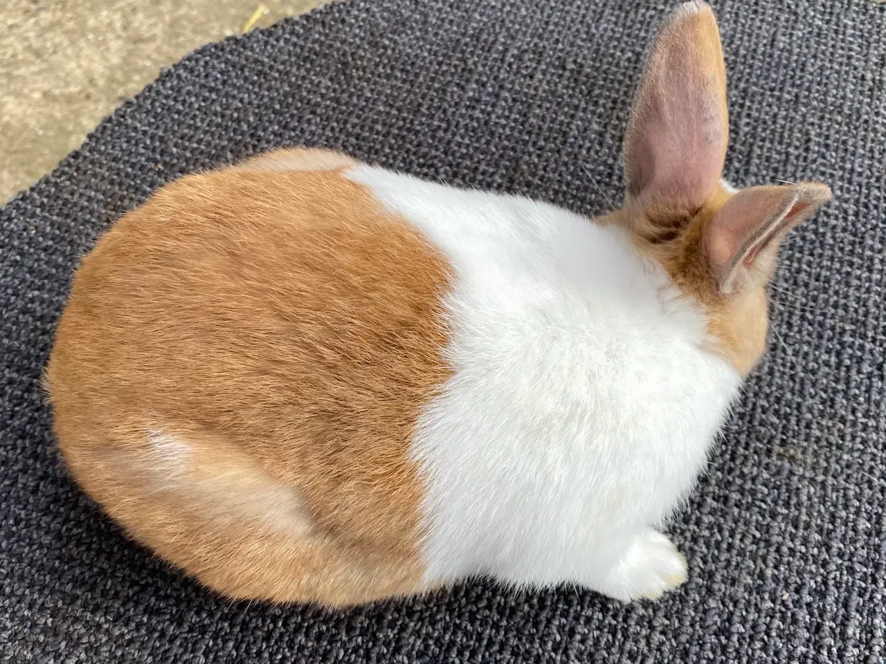 Billede 4 - HOLLÆNDER HAN MADAGASCAR