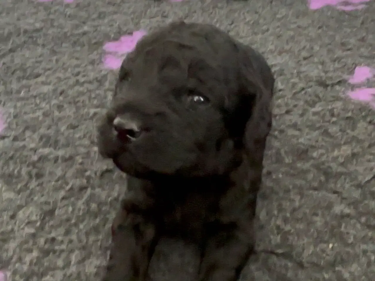 Billede 2 - Labradoodle goldendoodle doodle hvalpe 