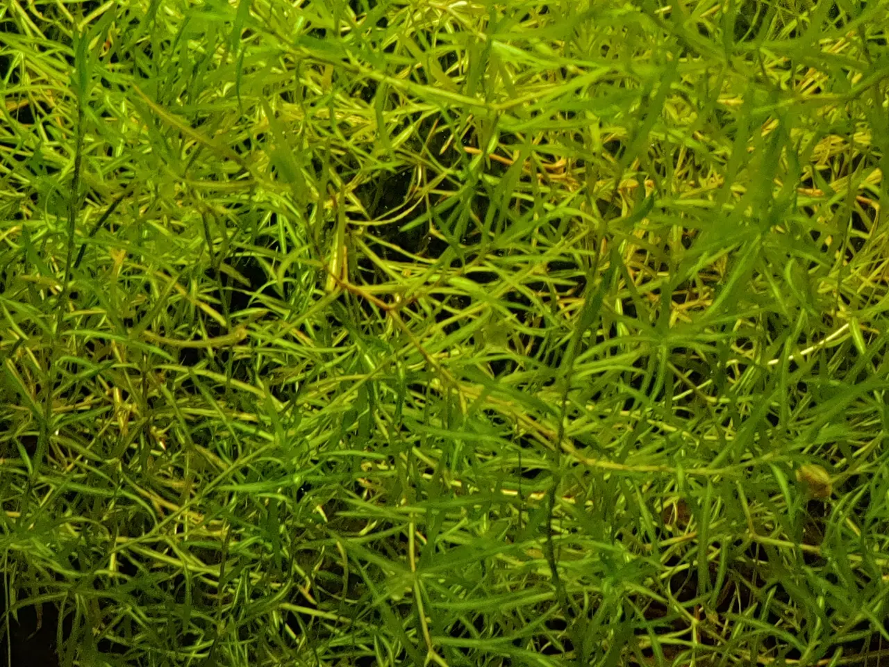 Billede 1 - Guppy græs, hurtigvoksende akvarie plante