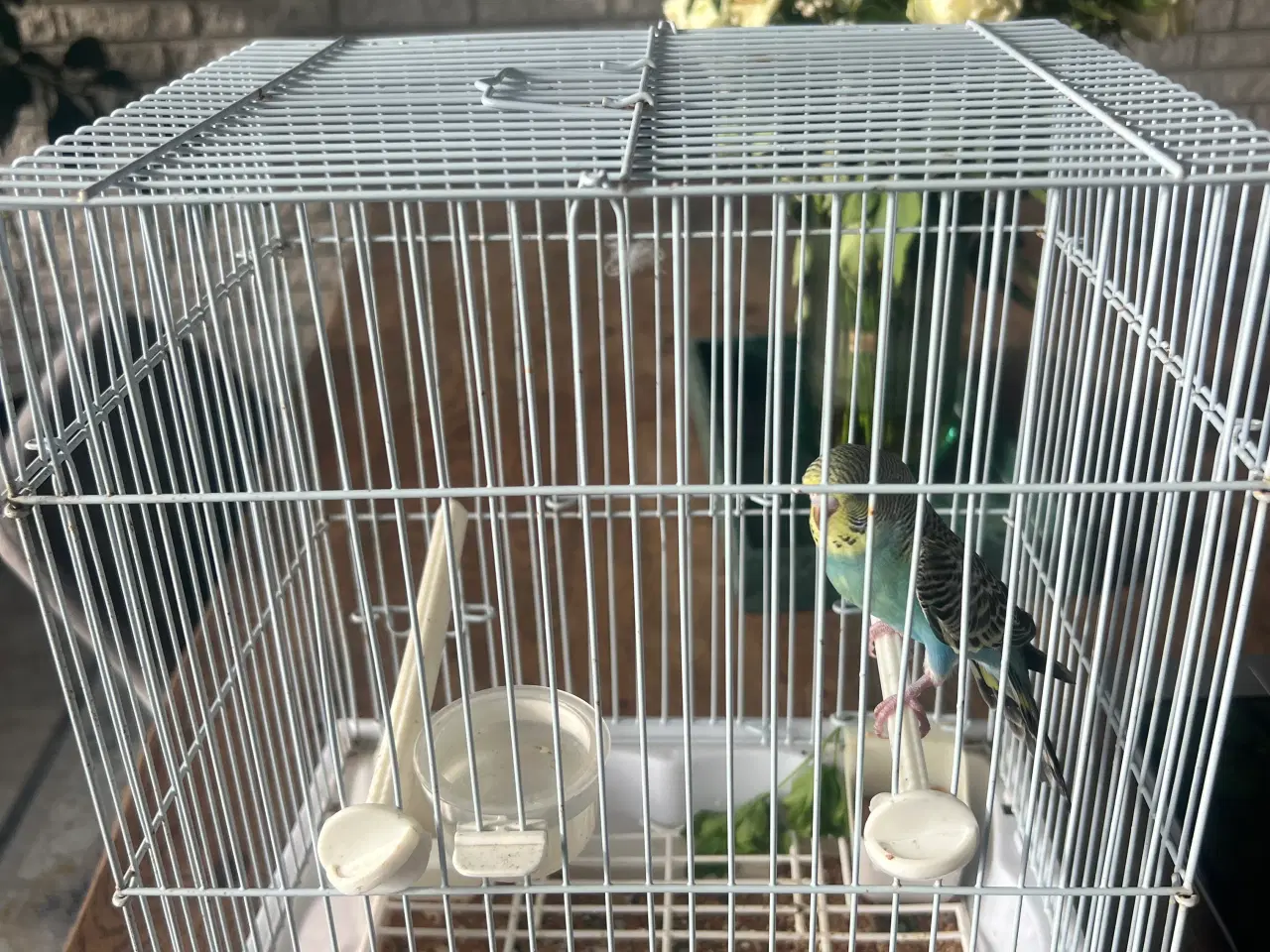 Billede 1 - Fuglebur og en undulater