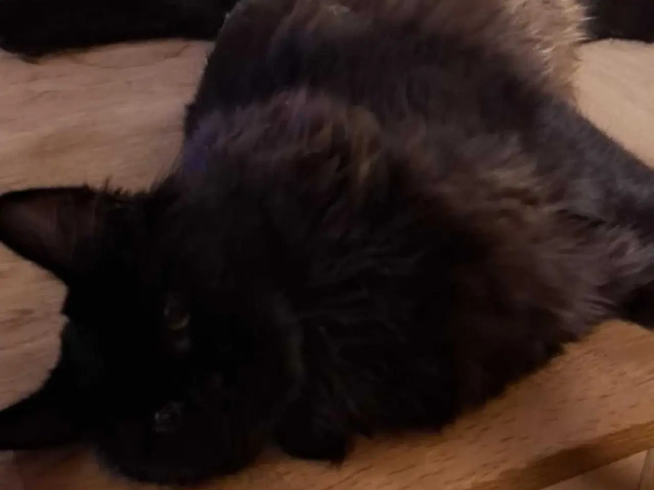 Billede 2 - Norsk skovkat sælges