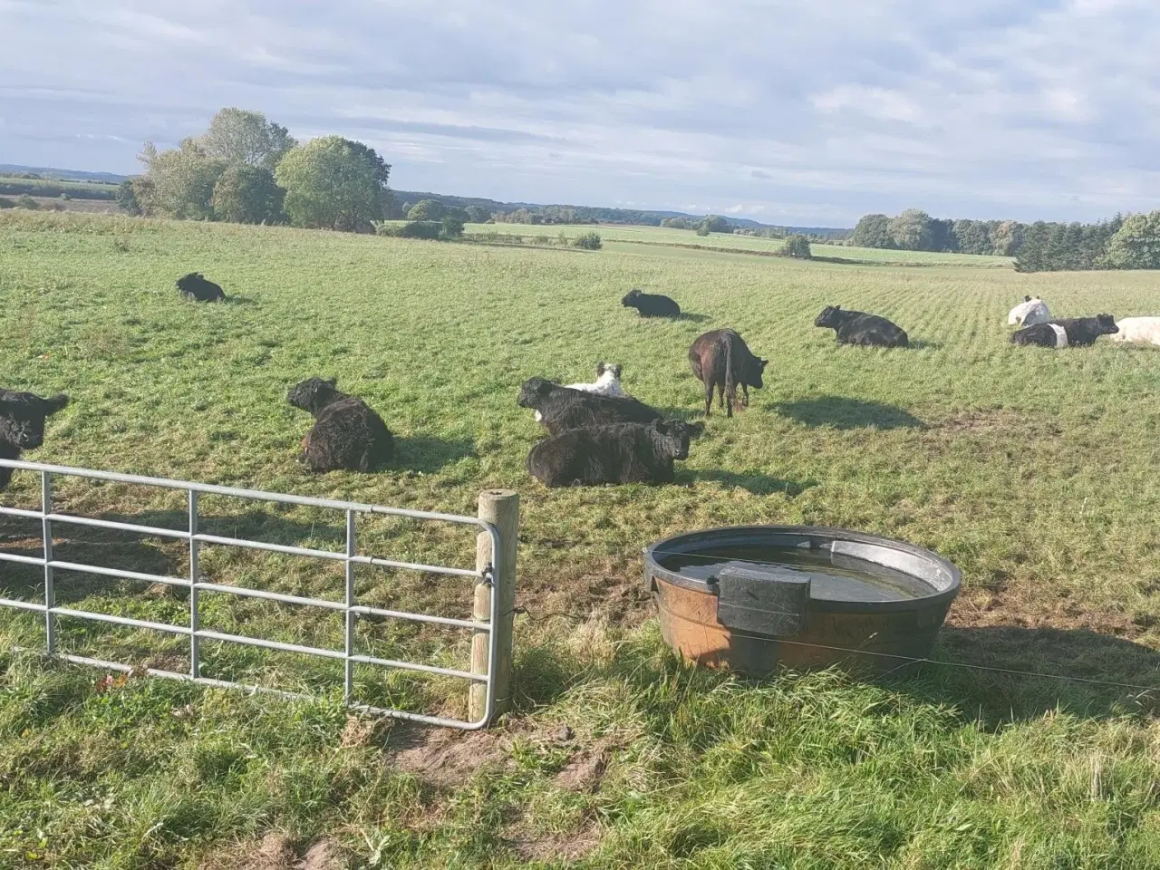 Billede 1 - Økologiske Galloway