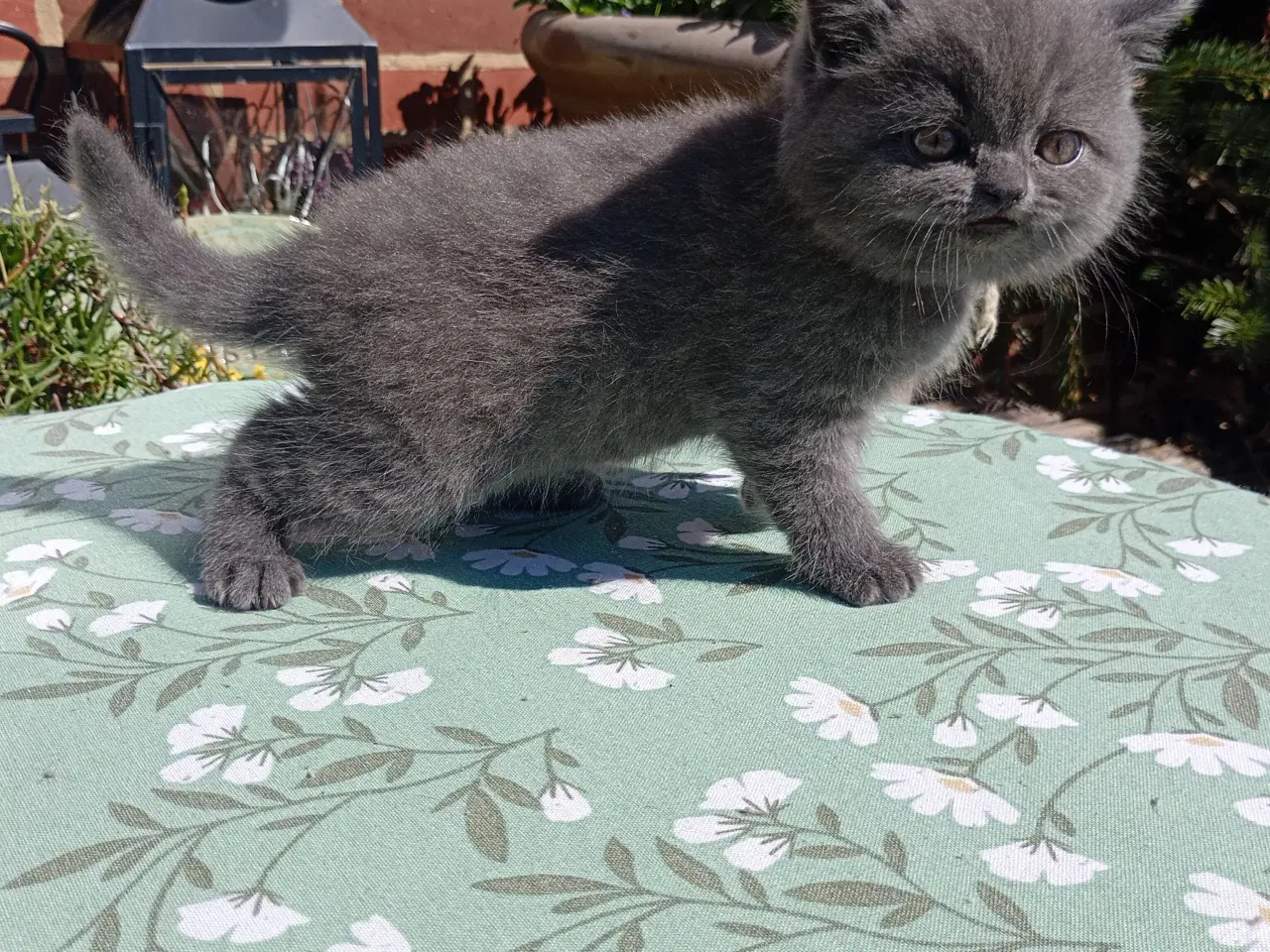 Billede 7 - British shorthair pige - RESERVERET