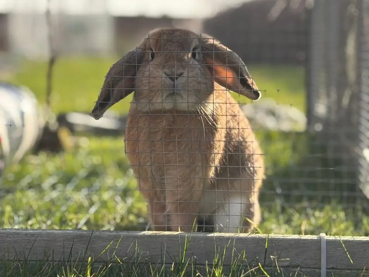 Billede 2 - 2 kaniner søger nyt hjem