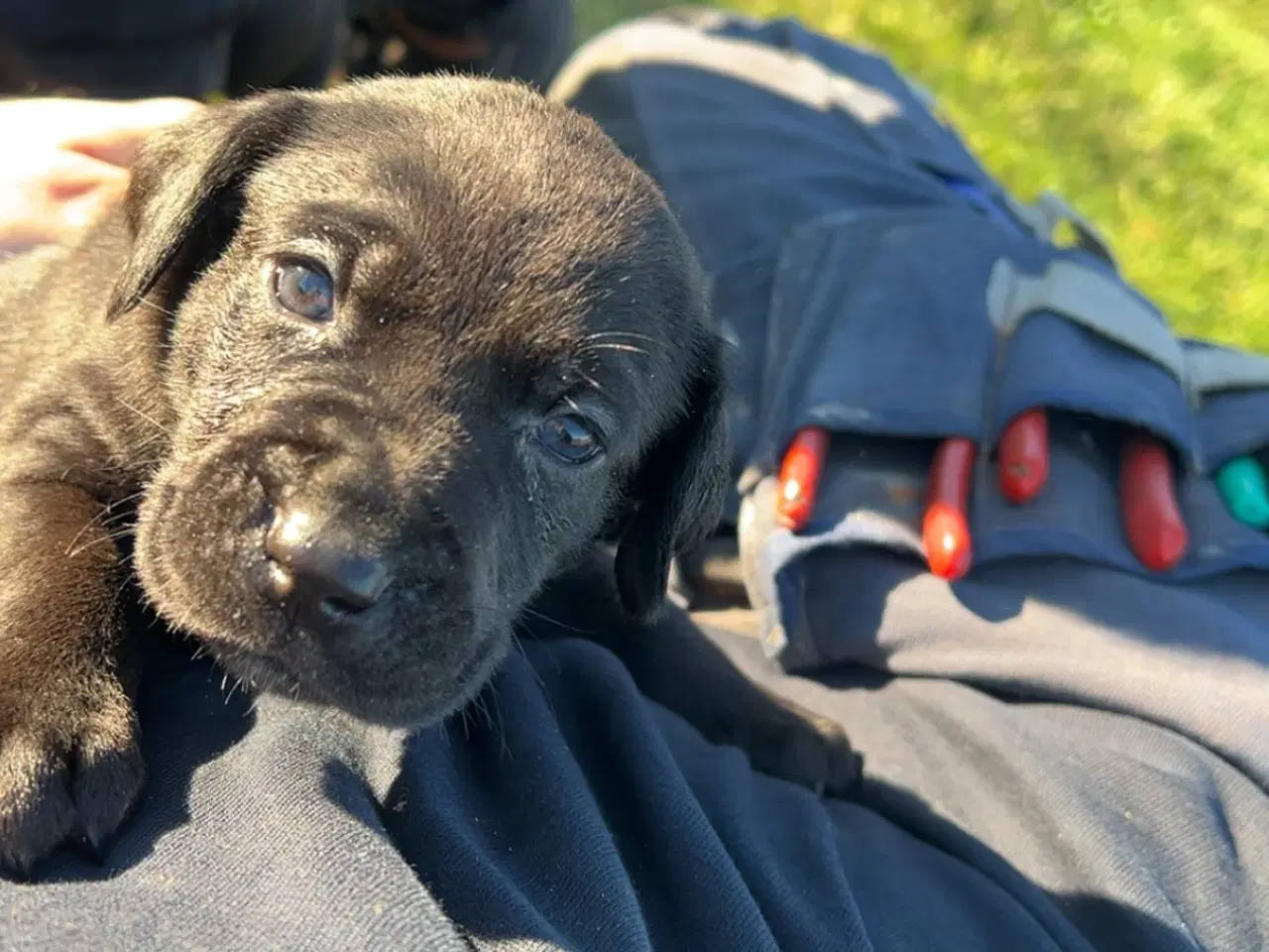 Billede 2 - 8 søde labradoor valpe leder efter et nyt hjem den