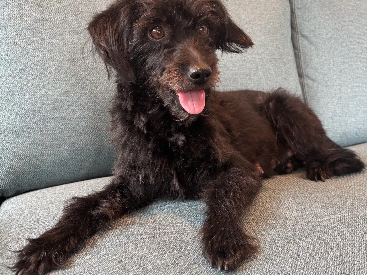 Billede 5 - Toy Cockapoo Doodle / Labradoodle