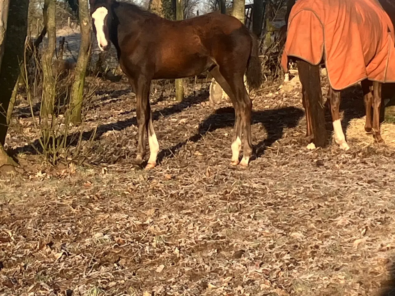 Billede 2 - Føl sælges 