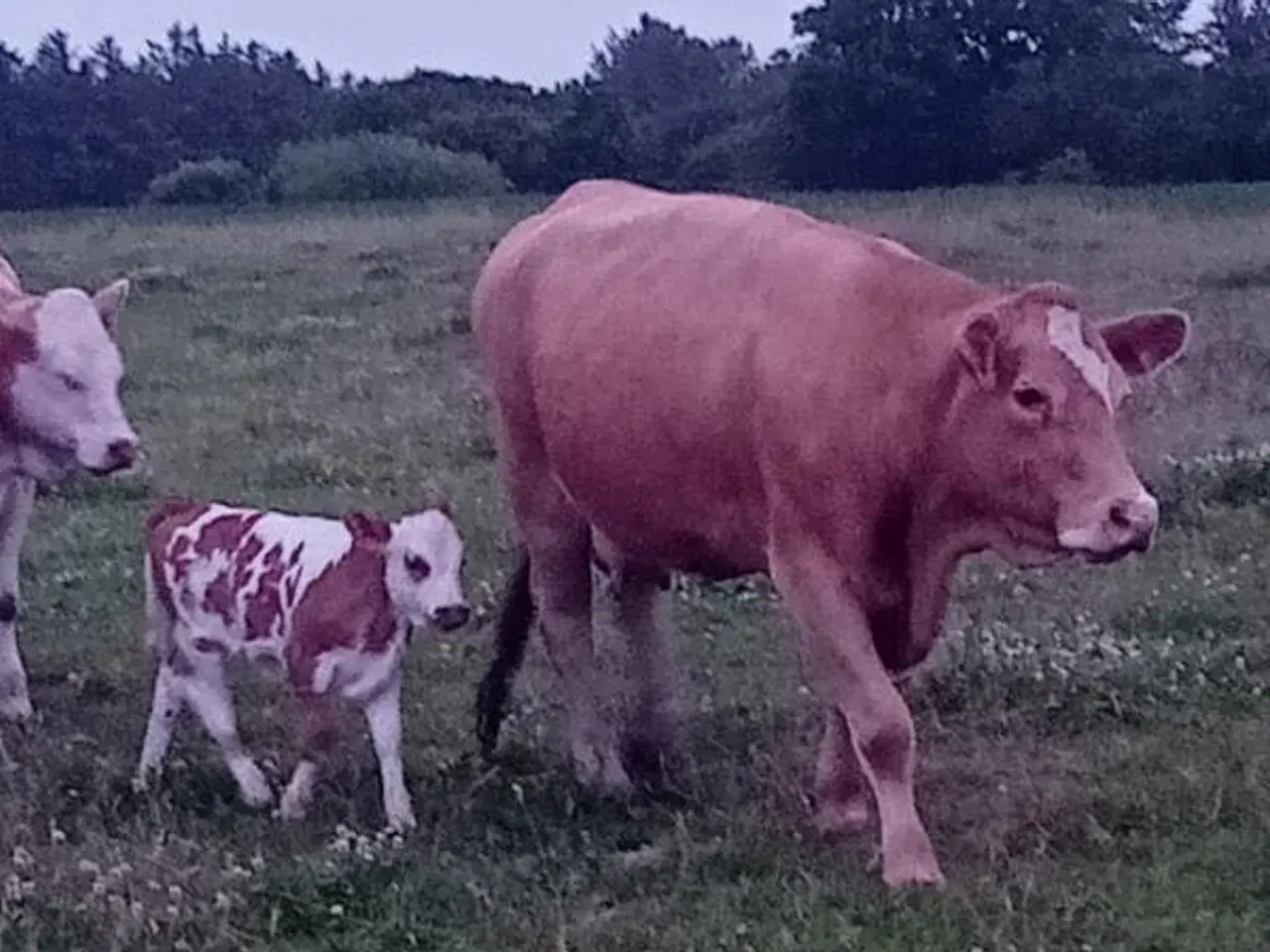 Billede 3 - Øko Simmentaler køer 