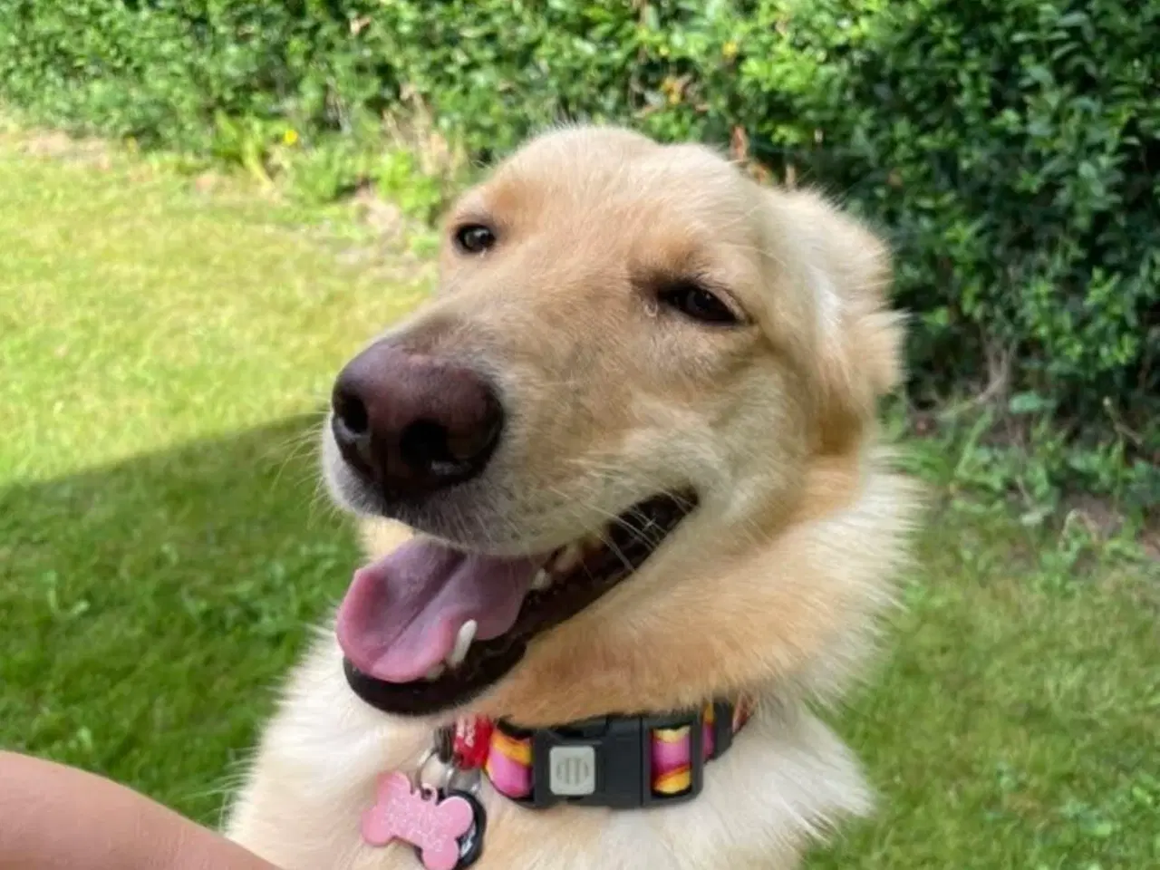 Billede 9 - Smukke Daisy søger familie