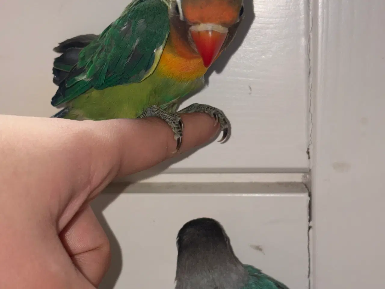 Billede 6 - Fugle Dværgpapegøje