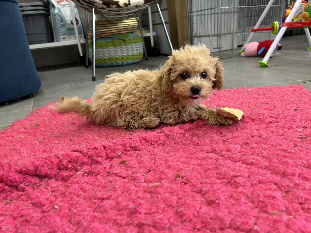Billede 2 - 🐾 Skønne fældefri  hvalpe søger kærlige hjem 🐾