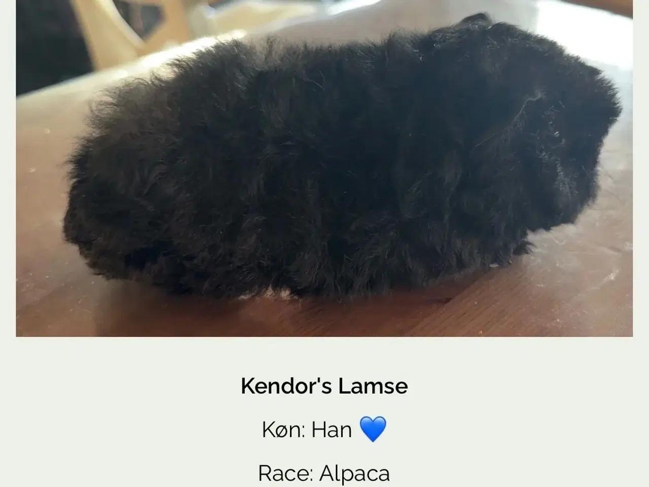 Billede 1 - Han marsvin alpaca med stamtavle