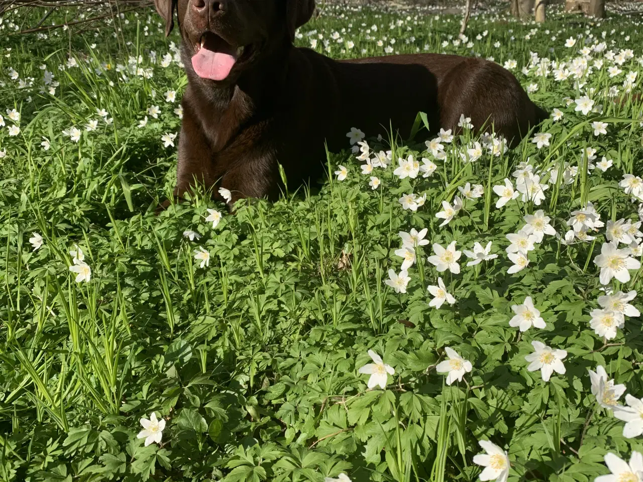 Billede 8 - Labrador hvalpe