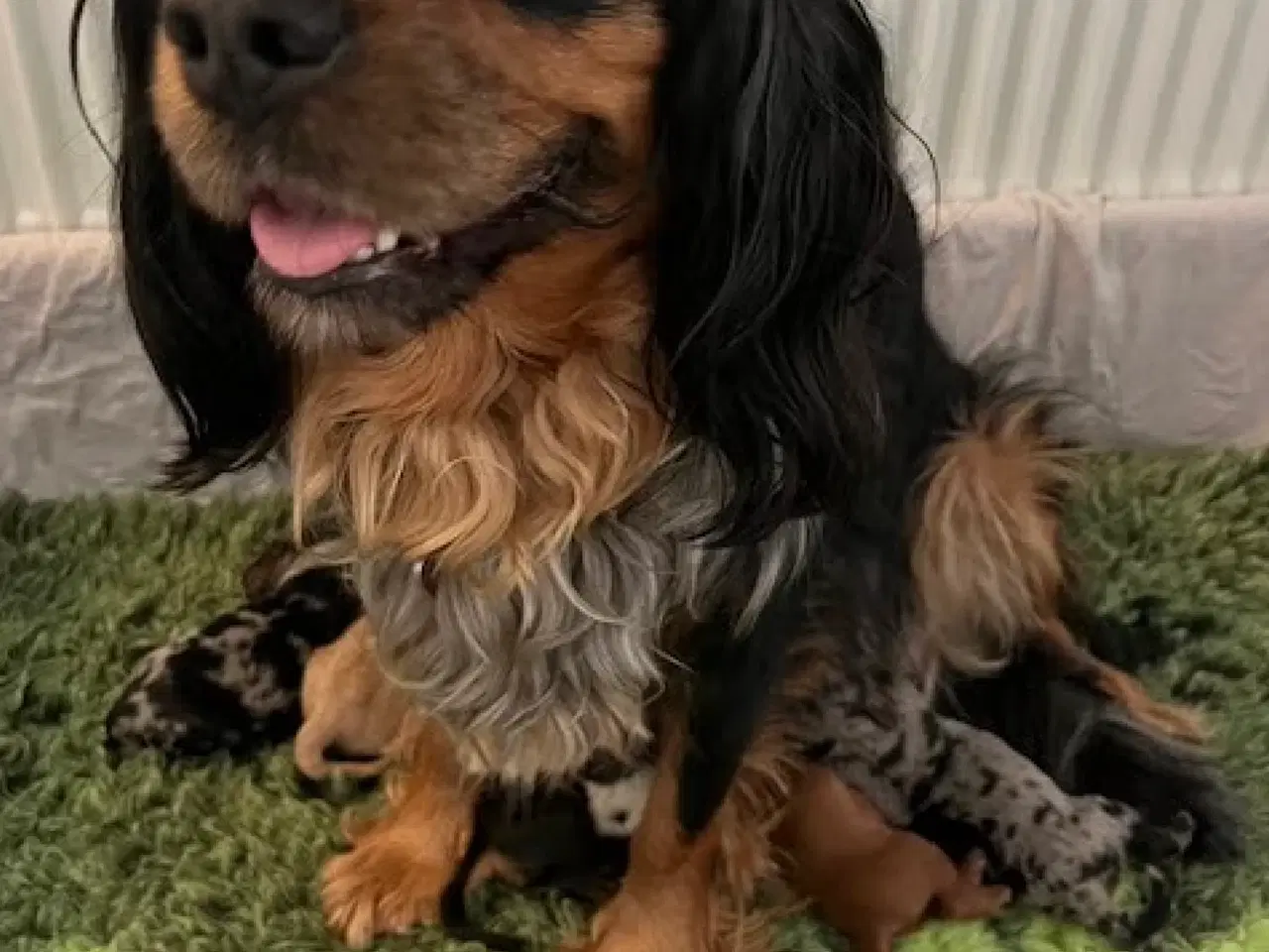 Billede 7 - Cockalier hvalpe med Aussie twist