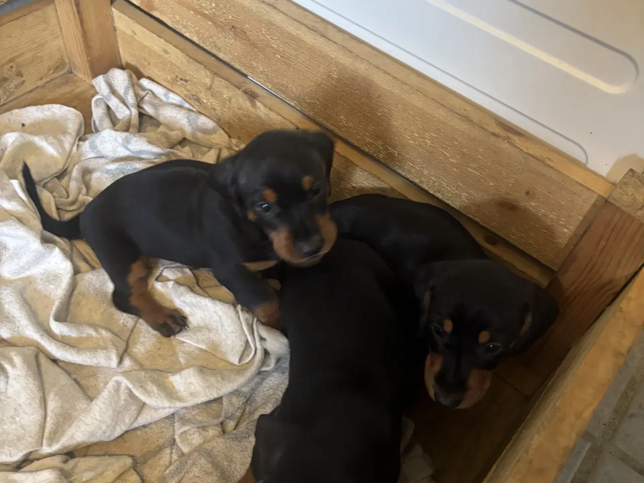 Billede 5 - Gravhund til salg