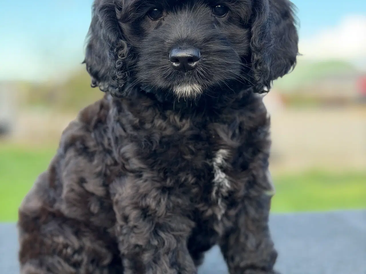 Billede 4 - Amerikanske Cockapoo Piger