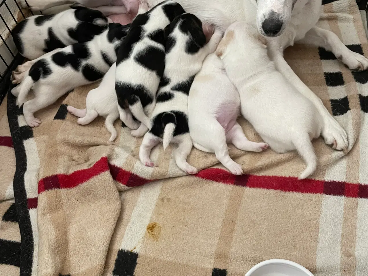 Billede 9 - Dansk Svensk gårdhunde hvalpe