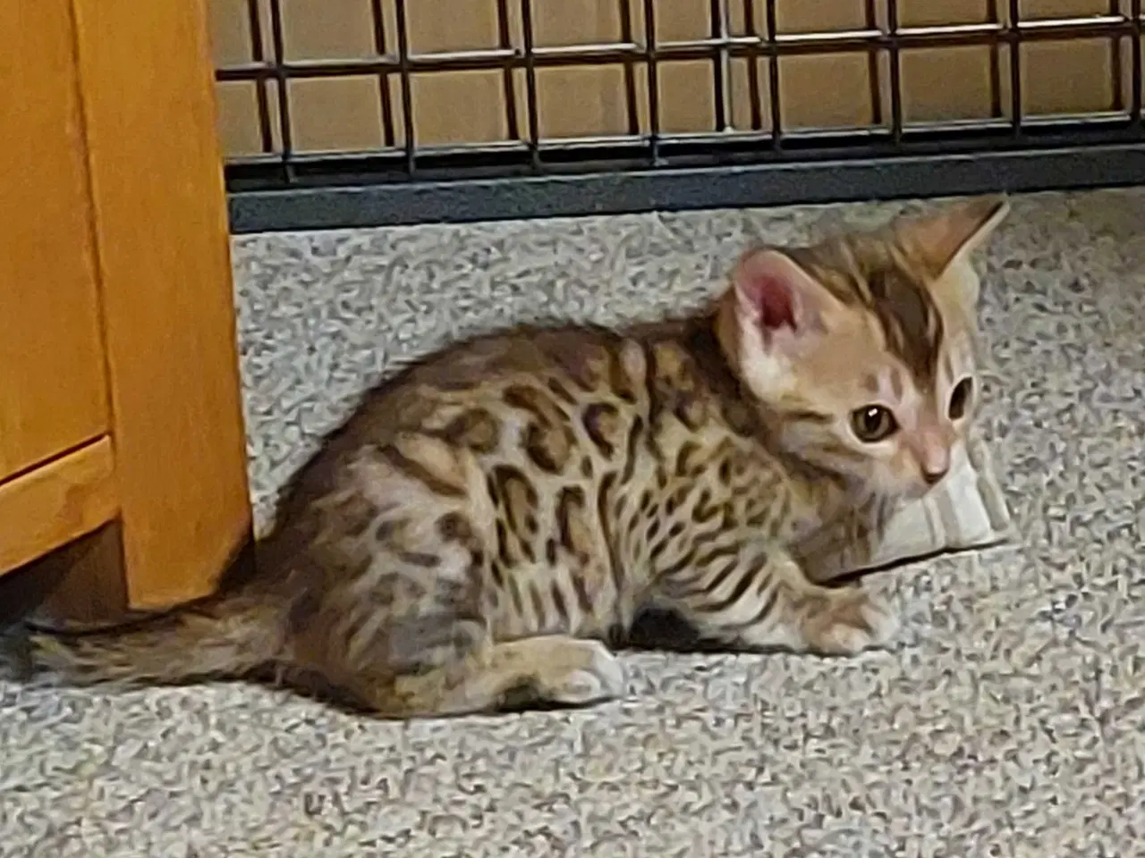 Billede 6 - Bengal killinger 